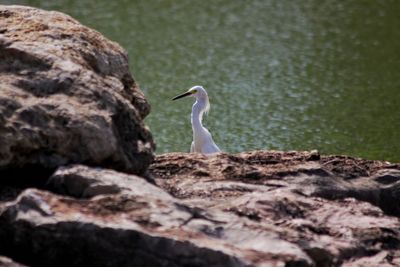 Bird perching on rock