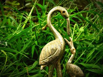 Close-up of a turtle on rock