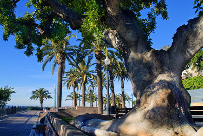 Low angle view of palm trees against blue sky