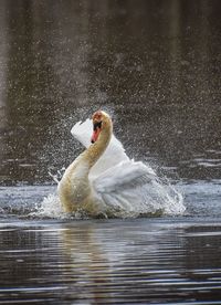 View of swan swimming in lake