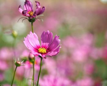 Close-up of pink cosmos flower