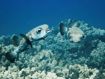 Fish swimming in sea