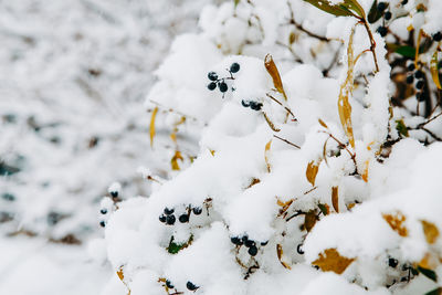 Close-up of snow covered tree on field