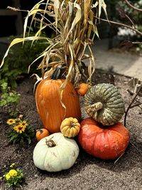 pumpkin