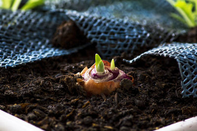 High angle view of crab on ground