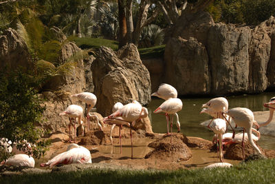 Flamingos perching at lakeshore against rocks