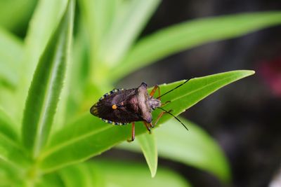 Close-up of butterfly on plant