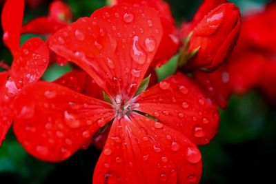 Close-up of water drops on red flower