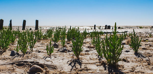 Plants growing on field against clear sky