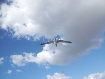 Low angle view of seagull flying in sky