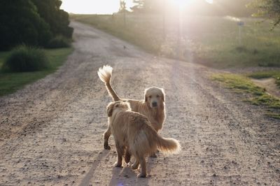 Golden retrievers on dirt road