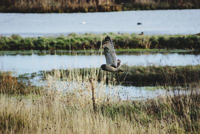 A short eared owl flying in circles looking for food and a place to land