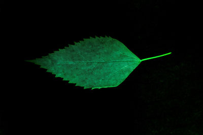 Close-up of leaf against black background