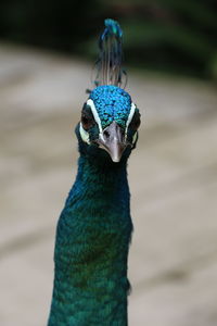 Close-up portrait of a peacock