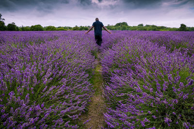Rear view of person standing on lavender field