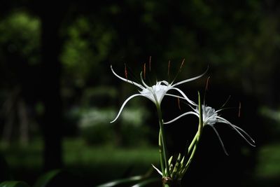 Close-up of flowering plant