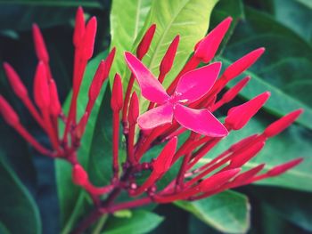 Close-up of red flower blooming outdoors