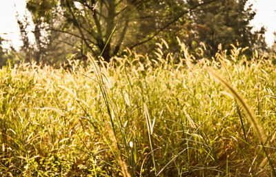 Close-up of plants growing in field