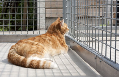 Cat looking away in cage