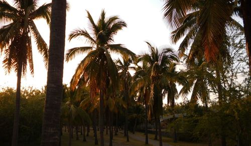 Palm trees against sky