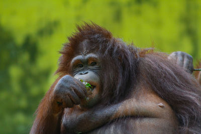 Monkey looking away in zoo