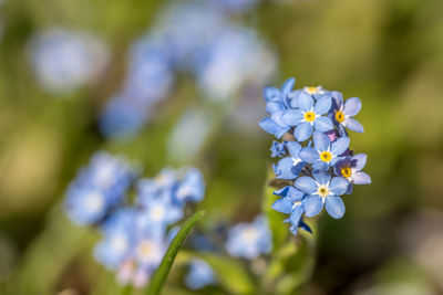 Close-up of purple flowering plant