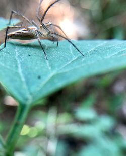 Close-up of insect