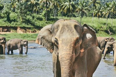 View of elephant in lake