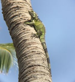 Low angle view of tree trunk