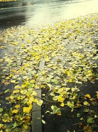 Fallen leaves on ground