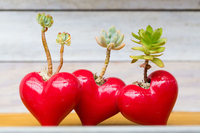 Close-up of strawberry growing on plant