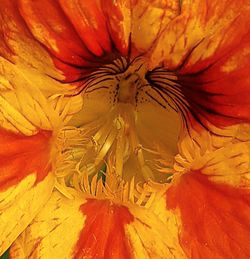 Full frame shot of orange flower