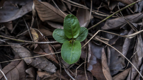 High angle view of plant growing on field