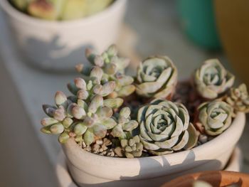 High angle view of succulent plant on table