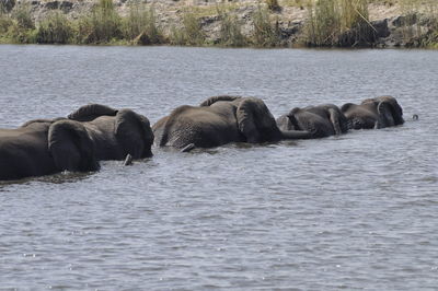 Row of elephants in lake