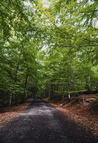 Road amidst trees in forest