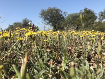 Close-up of yellow flowering plants on field