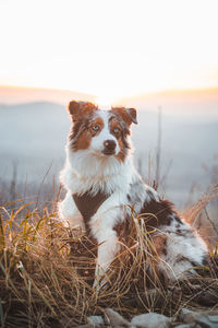 Master feeds her four-legged australian shepherd puppy sitting on a tree stump