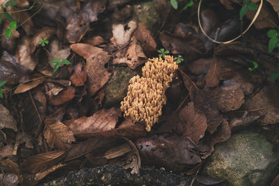 soil