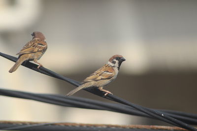 Close-up of bird perching on feeder