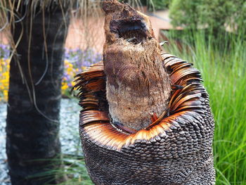 Close-up of snake on tree trunk