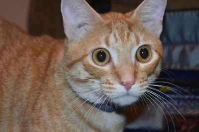 Close-up portrait of a cat