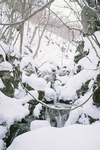 Snow covered trees by land