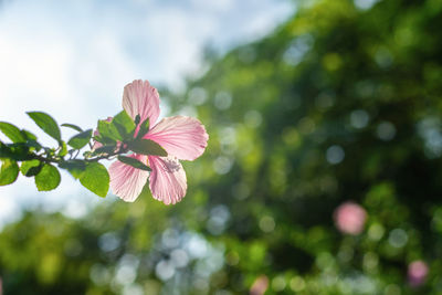 Close-up of pink flowering plant