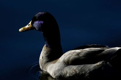 Close-up of swan swimming in lake