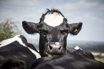 Close-up portrait of cow against sky