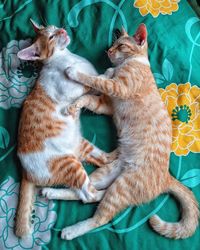 High angle view of cats relaxing on bed