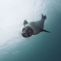 Seal swimming undersea