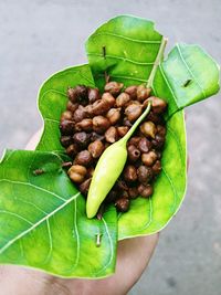 Close-up of hand holding green leaves