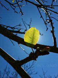 Low angle view of plant against clear sky